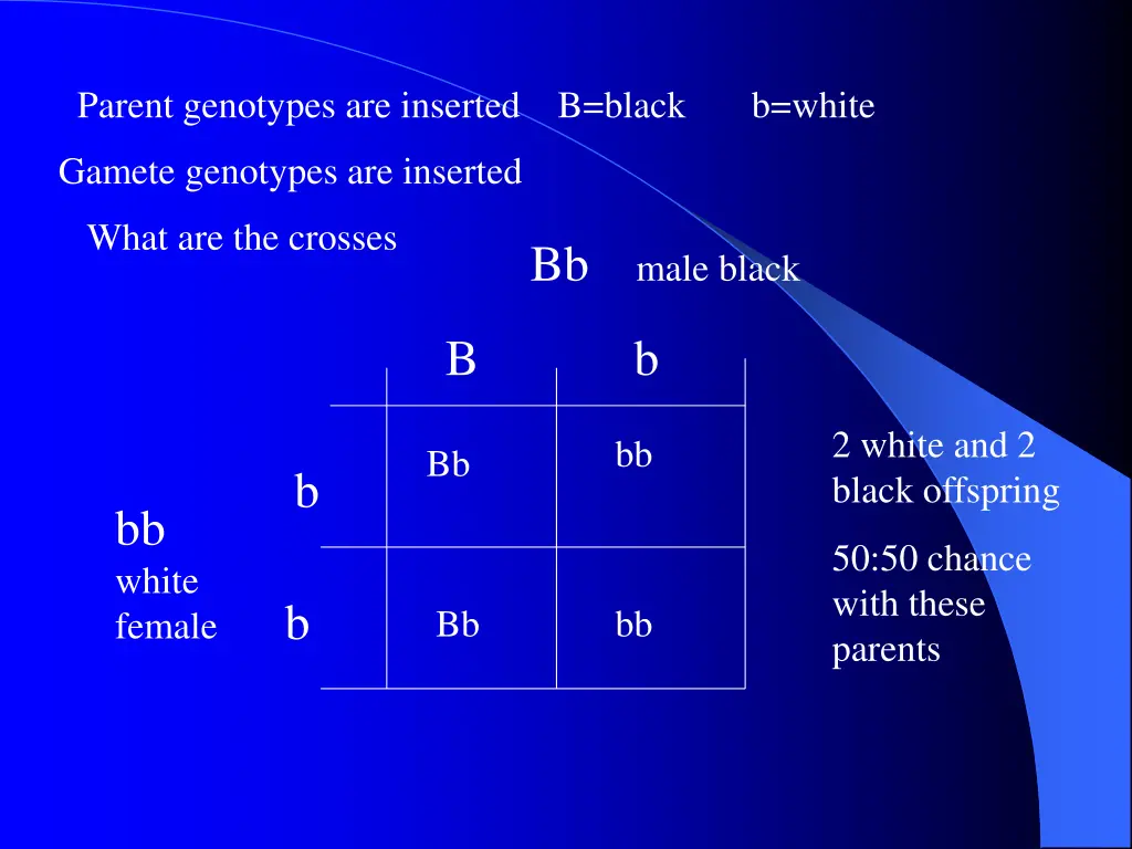 parent genotypes are inserted b black b white