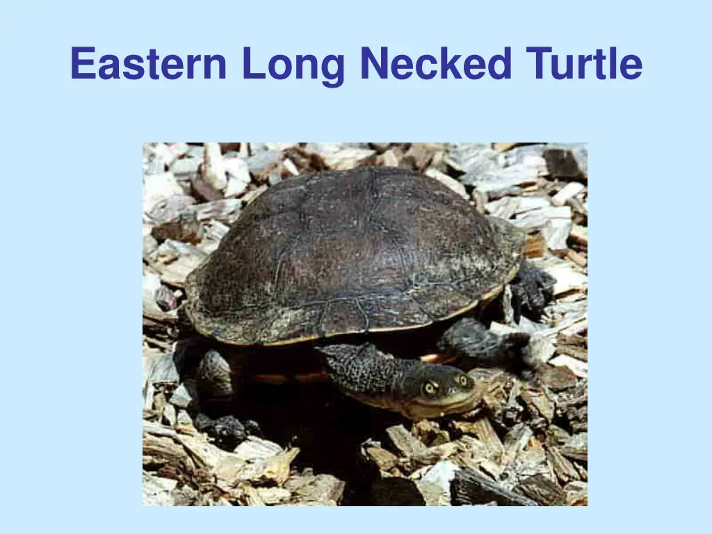 eastern long necked turtle