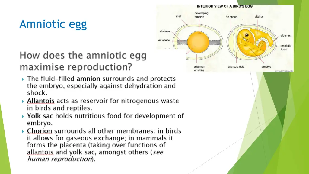 amniotic egg