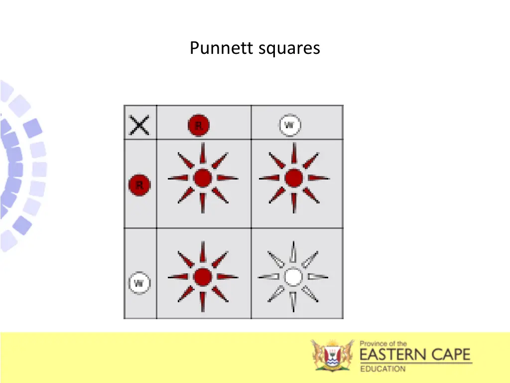 punnett squares