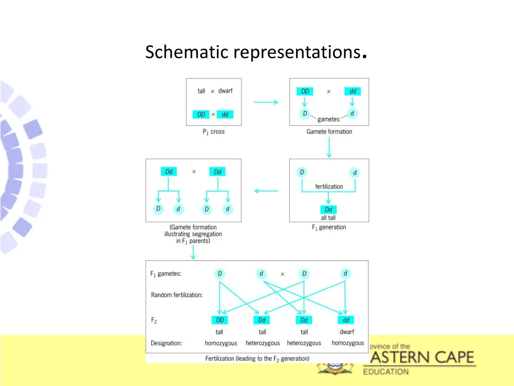 schematic representations