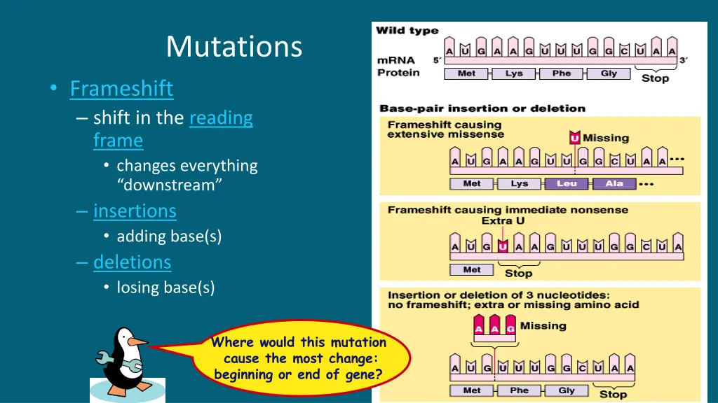 mutations 3