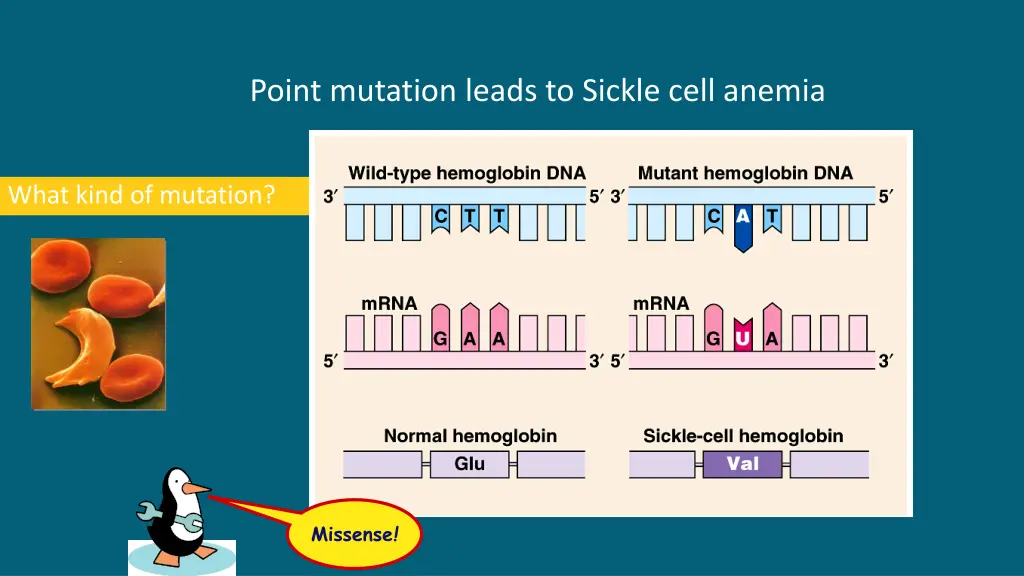 point mutation leads to sickle cell anemia