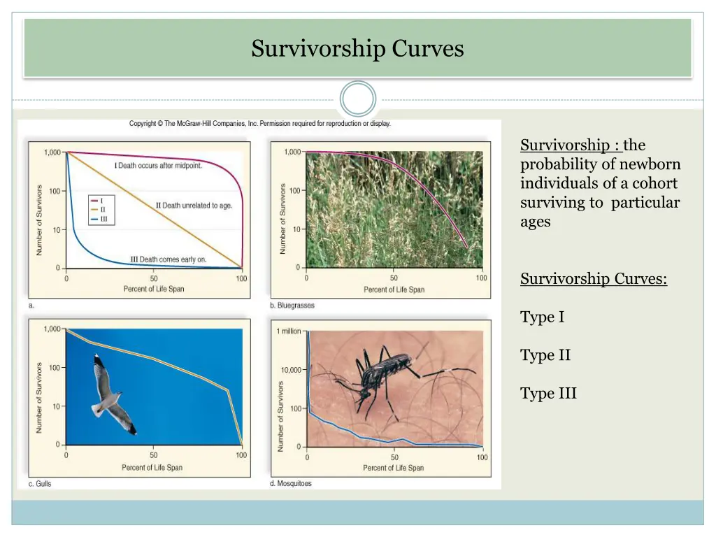 survivorship curves