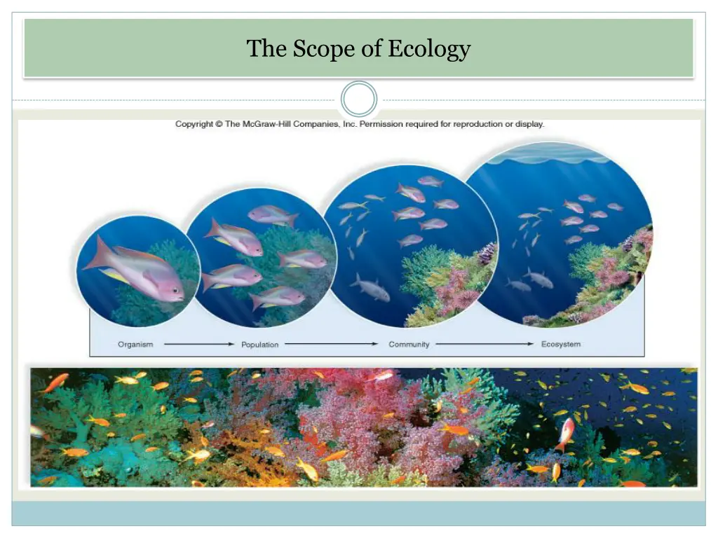 the scope of ecology