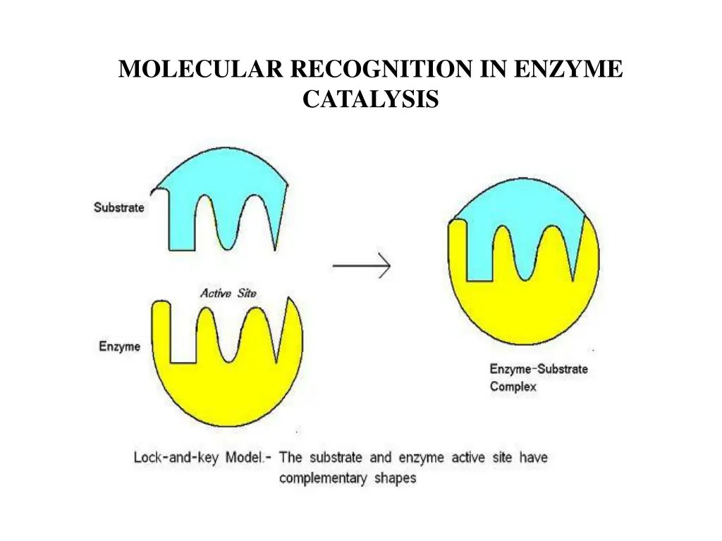 molecular recognition in enzyme catalysis