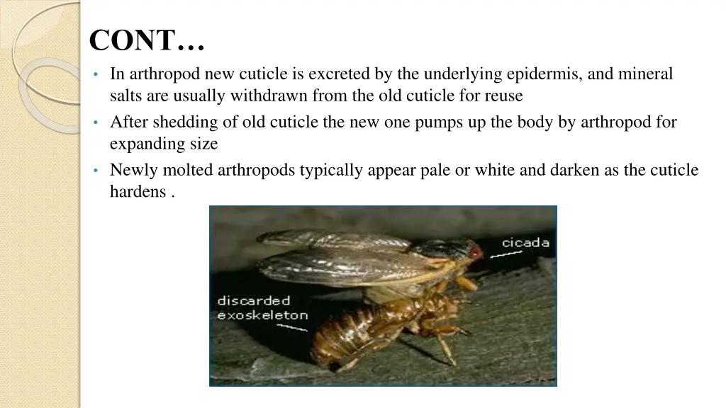 cont in arthropod new cuticle is excreted