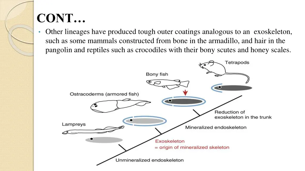 cont other lineages have produced tough outer