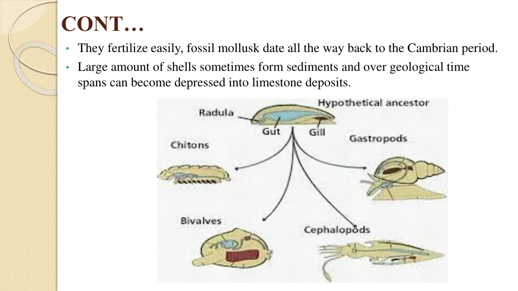 cont they fertilize easily fossil mollusk date