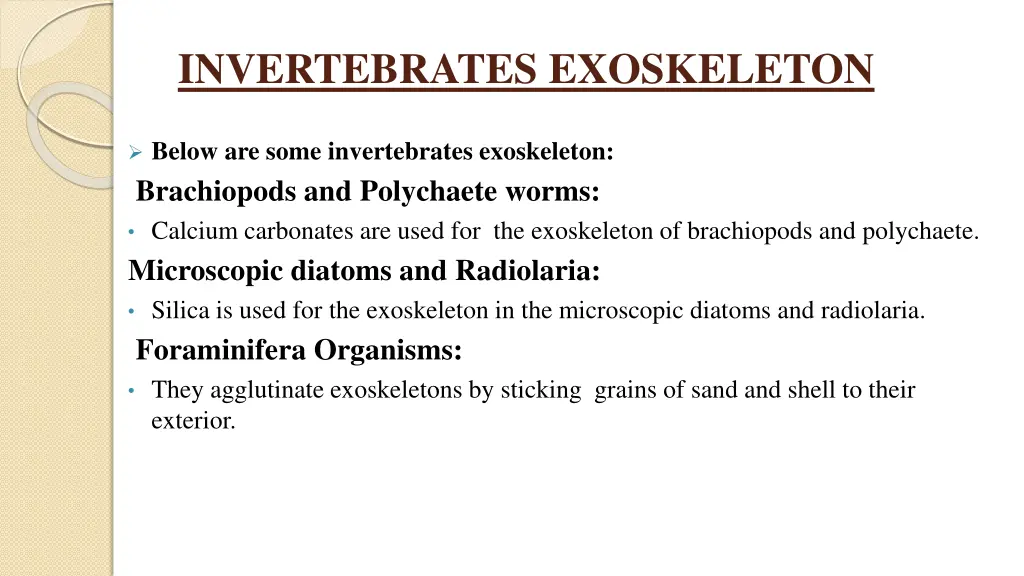 invertebrates exoskeleton