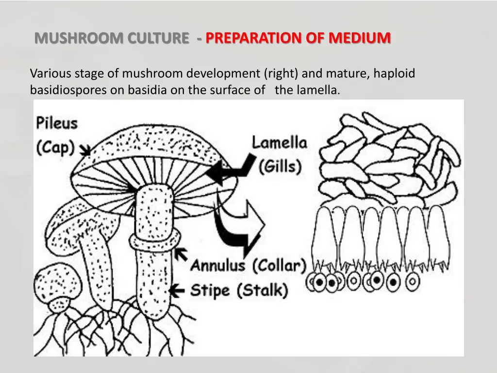 mushroom culture preparation of medium 3