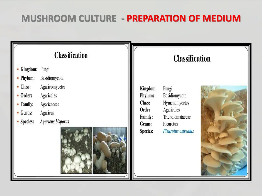 mushroom culture preparation of medium 5