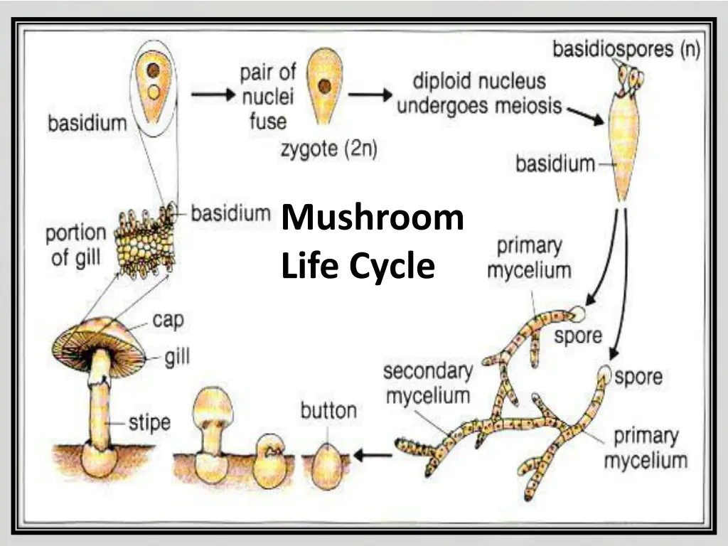 mushroom life cycle