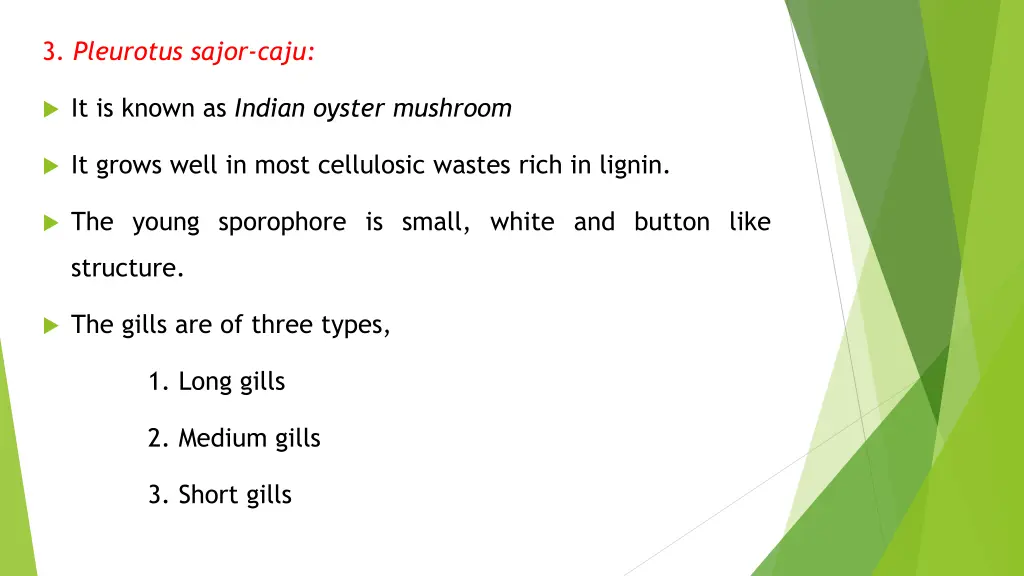 3 pleurotus sajor caju