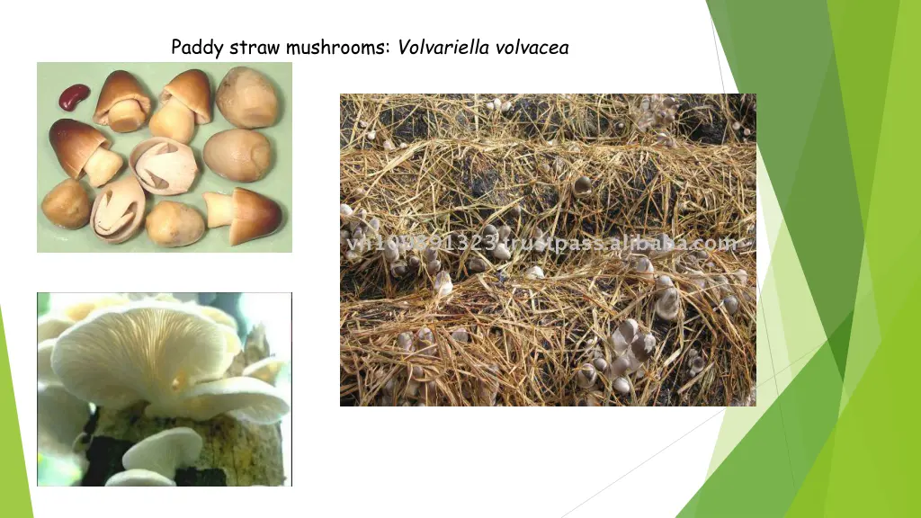 paddy straw mushrooms volvariella volvacea