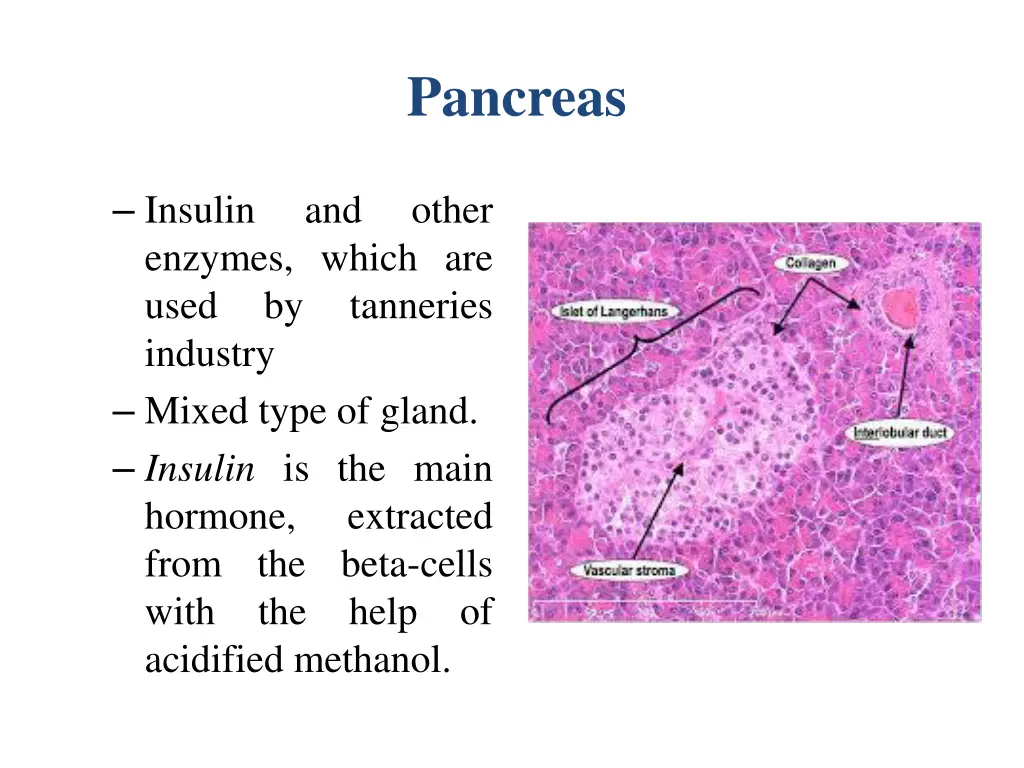 pancreas