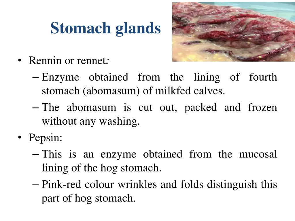 stomach glands