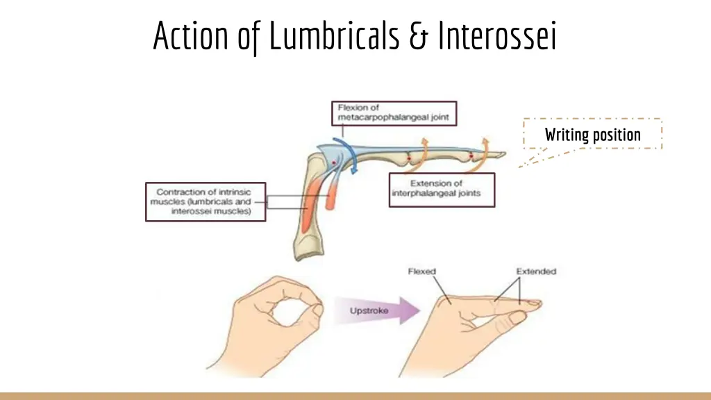 action of lumbricals interossei