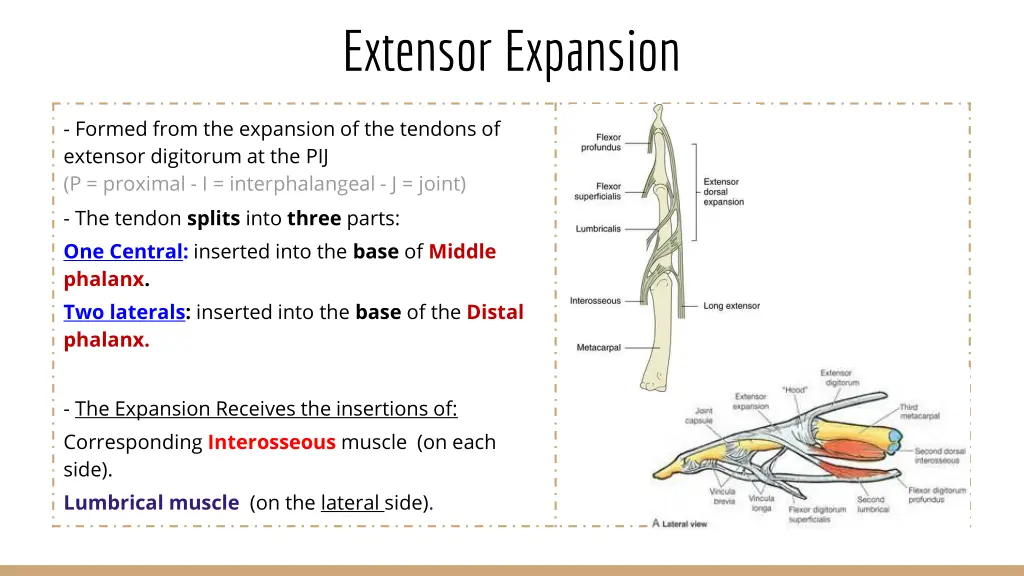 extensor expansion