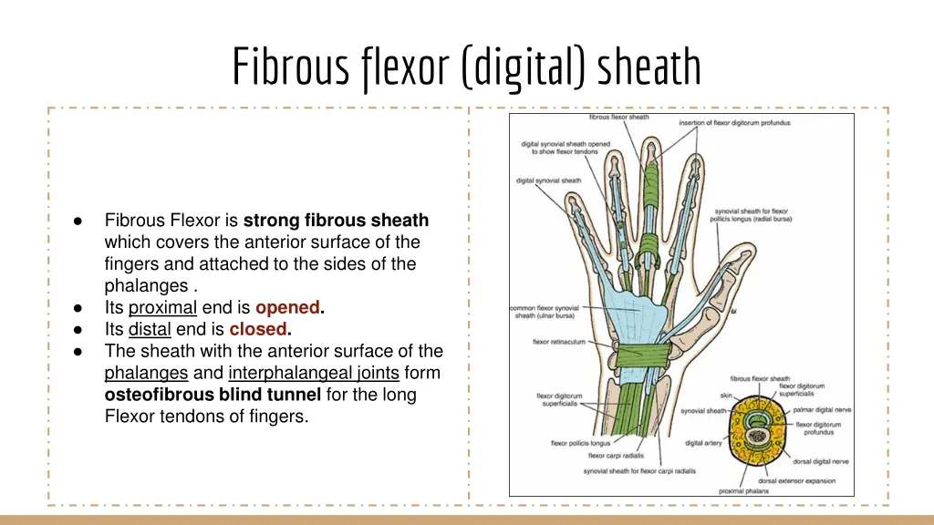 fibrous flexor digital sheath