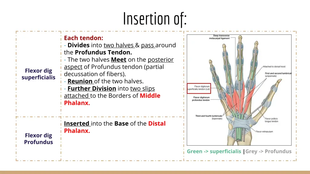 insertion of