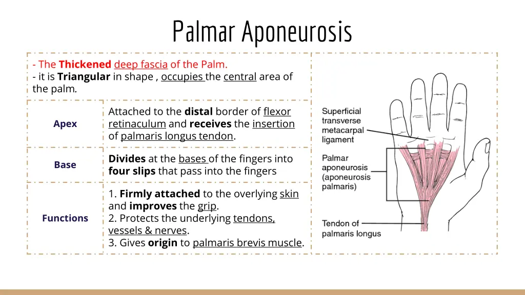 palmar aponeurosis