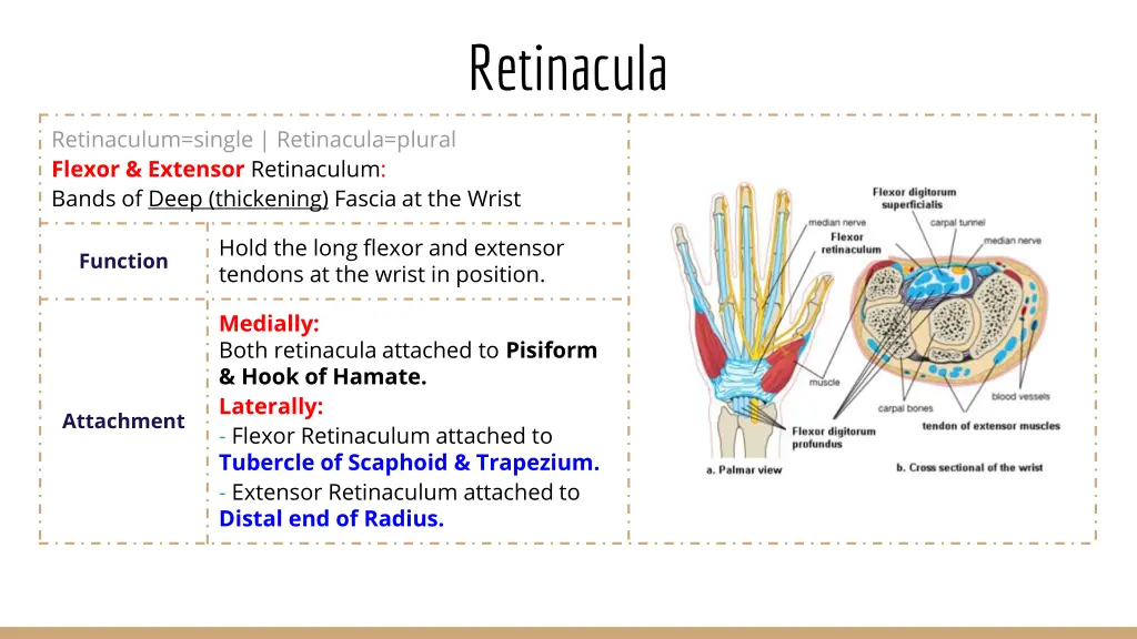 retinacula