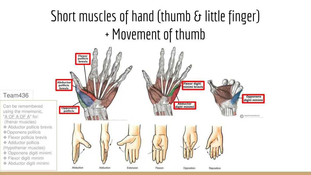 short muscles of hand thumb little finger