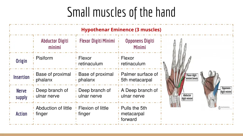 small muscles of the hand 1