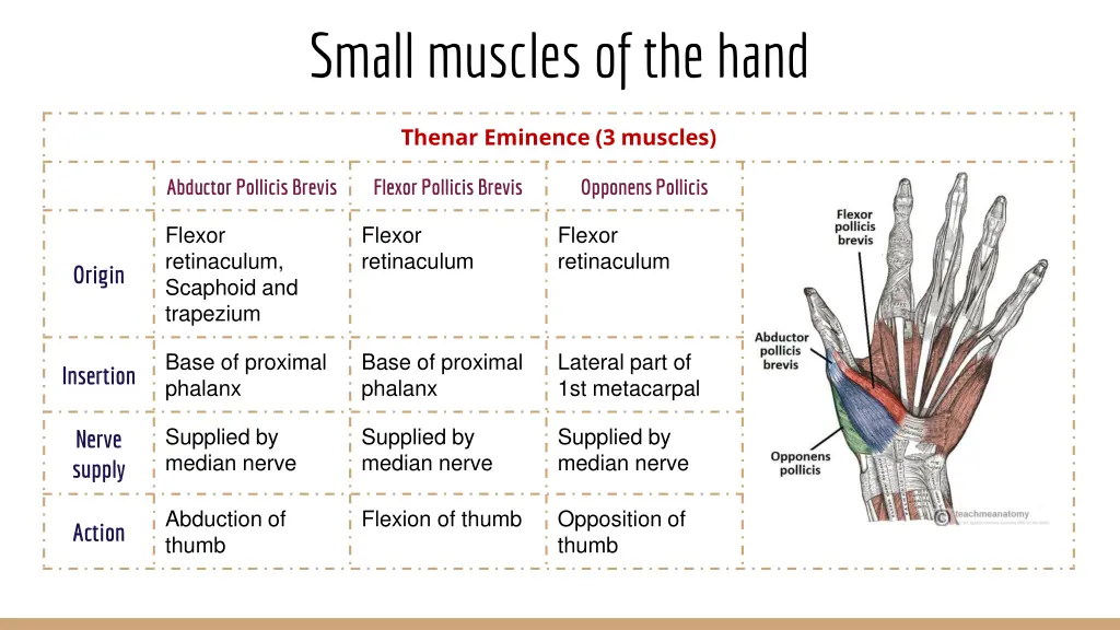 small muscles of the hand 2