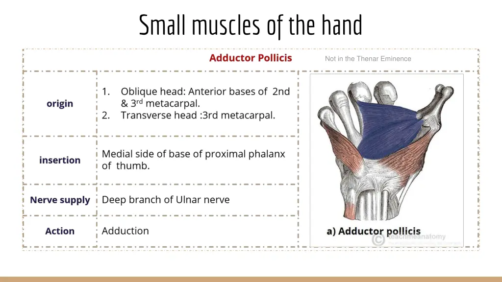 small muscles of the hand 3