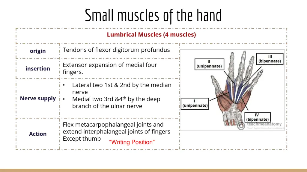 small muscles of the hand 4