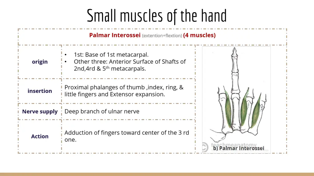 small muscles of the hand 5