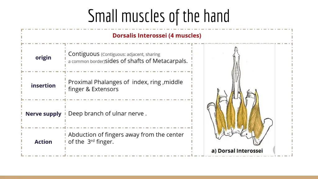 small muscles of the hand 6