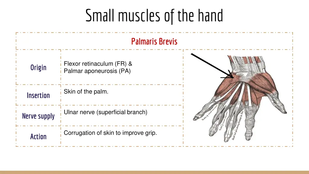 small muscles of the hand