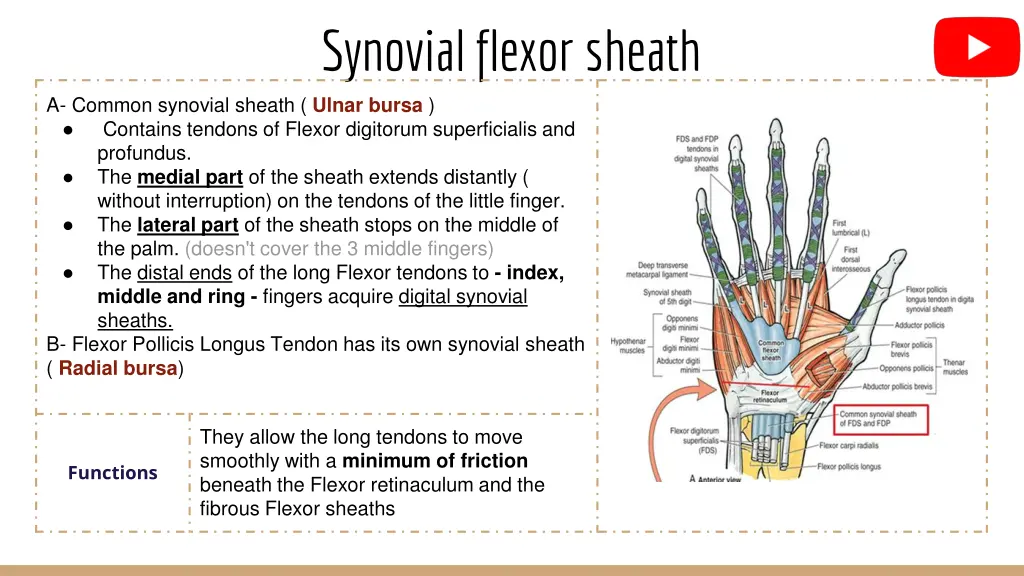 synovial flexor sheath