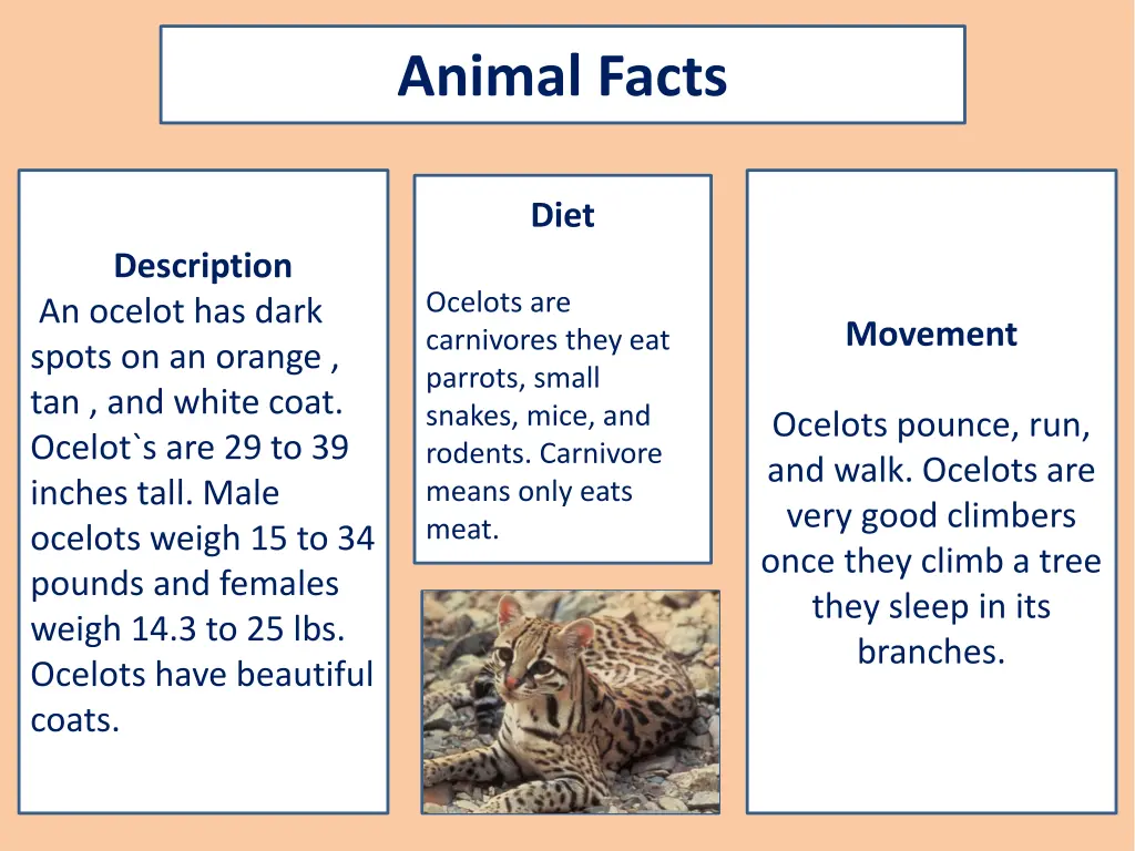 animal facts