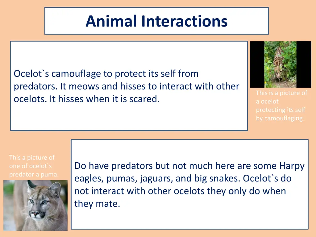 animal interactions