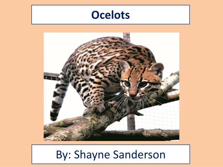 ocelots