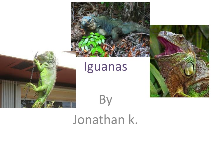 iguanas