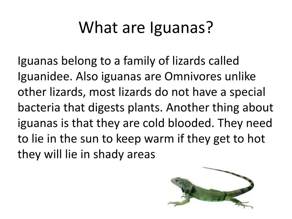 what are iguanas