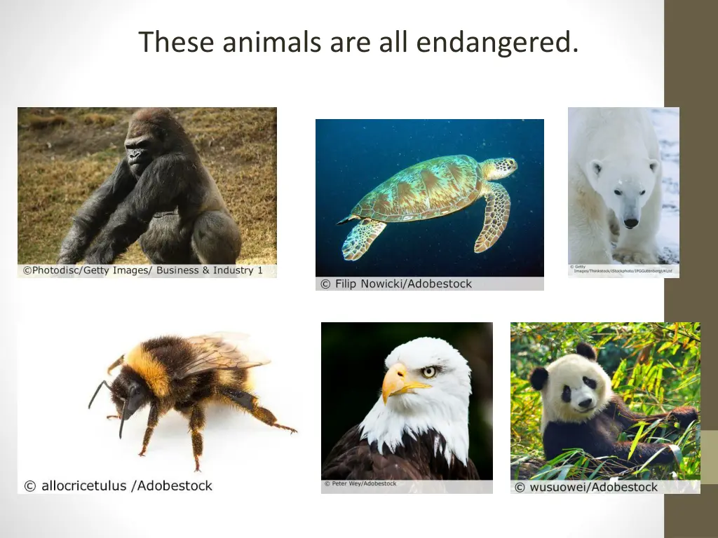 these animals are all endangered