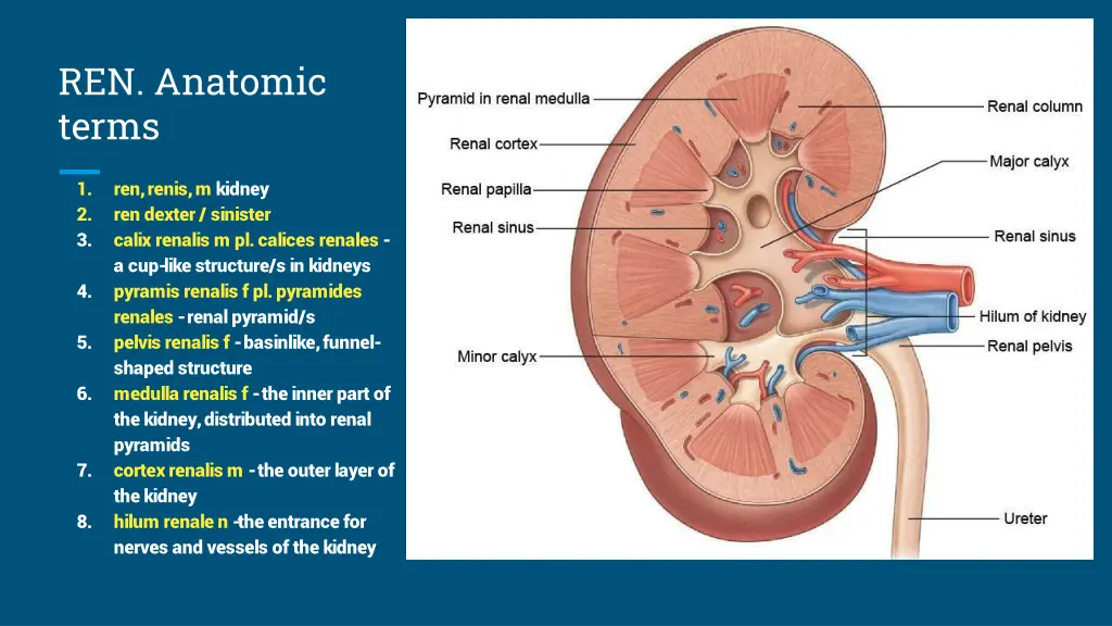 ren anatomic terms