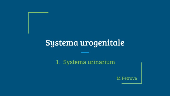 systema urogenitale