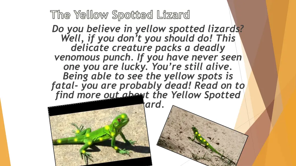 the yellow spotted lizard do you believe