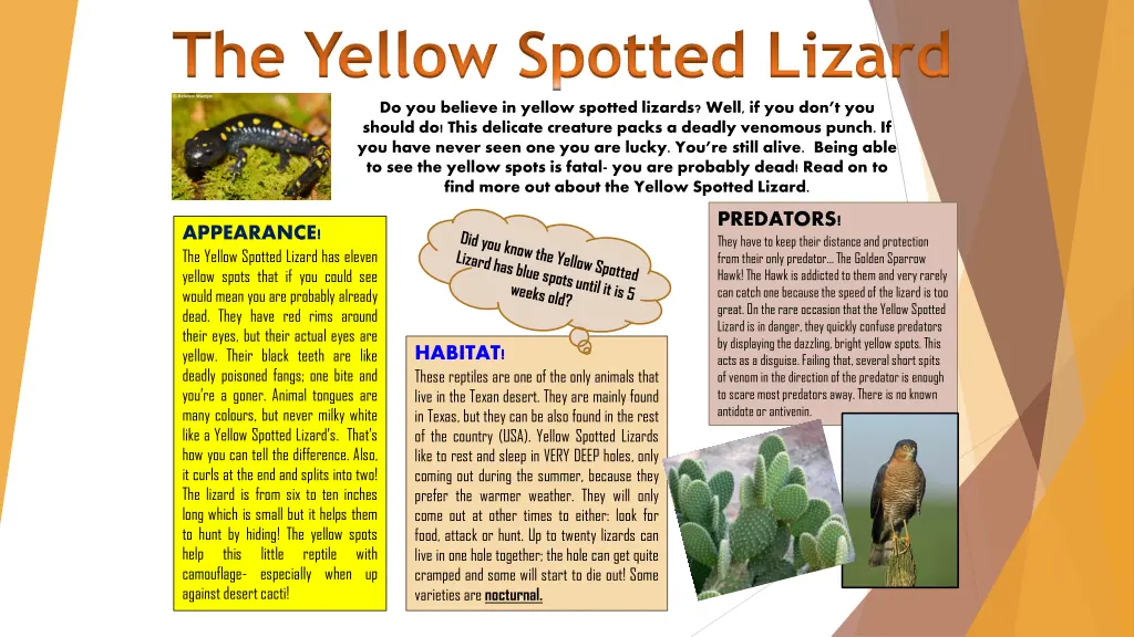 the yellow spotted lizard