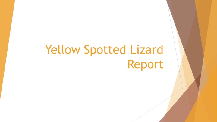 yellow spotted lizard