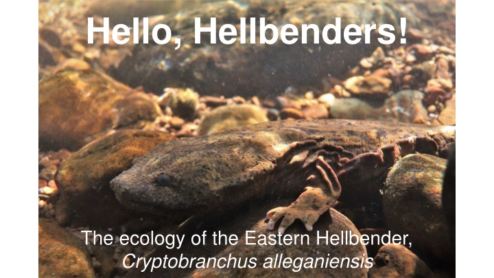 hello hellbenders