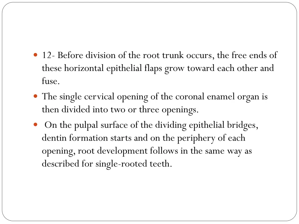 12 before division of the root trunk occurs