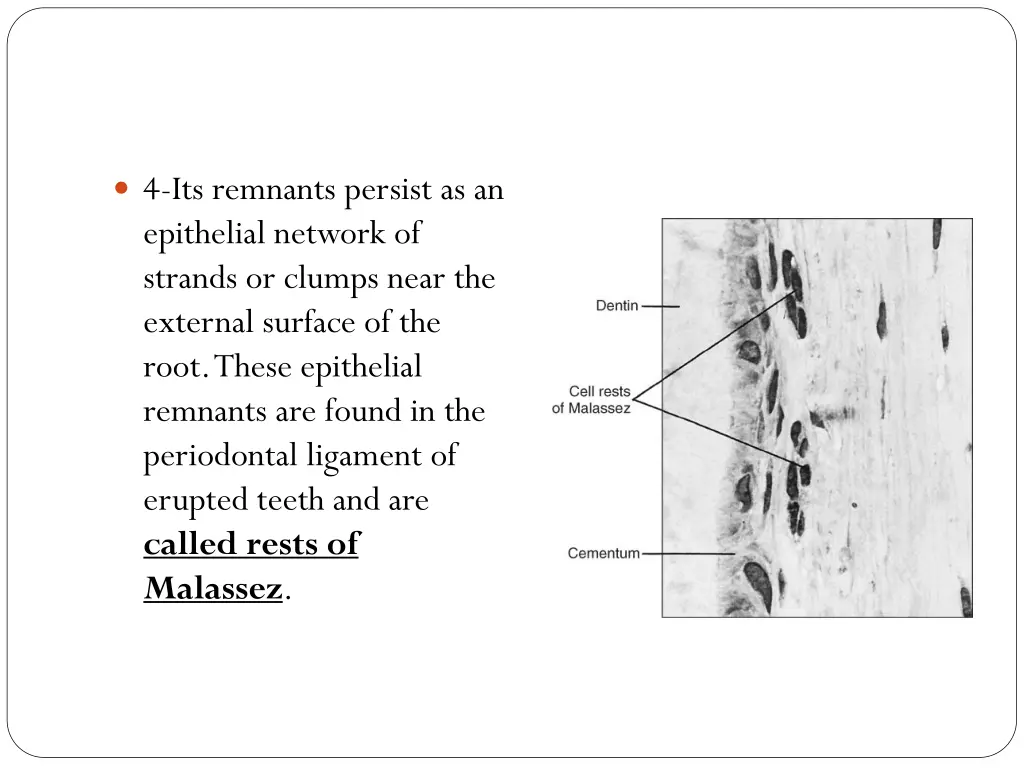 4 its remnants persist as an epithelial network